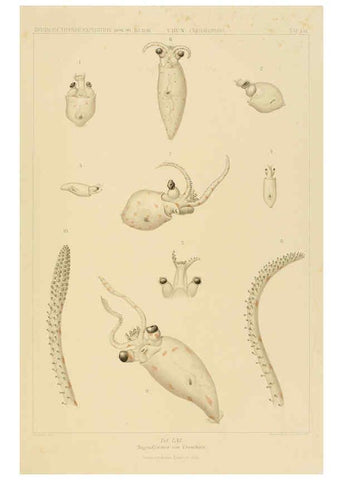 Reproducción/Reproduction 6285925337: Die Cephalopoden. Bd. 18, T.1 (Atlas) [Jena],G. Fischer,1910-1915