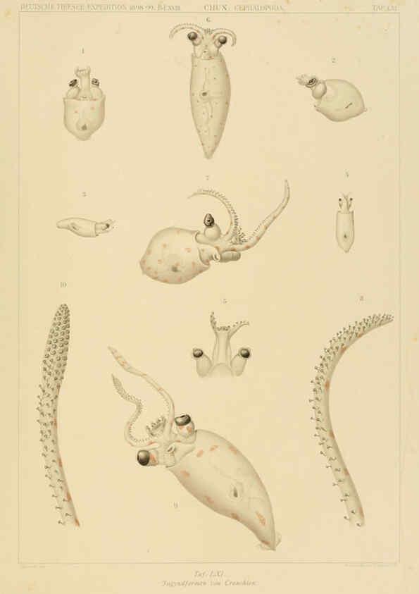 Reproducción/Reproduction 6285925337: Die Cephalopoden. Bd. 18, T.1 (Atlas) [Jena],G. Fischer,1910-1915
