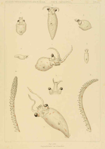 Reproducción/Reproduction 6285925337: Die Cephalopoden. Bd. 18, T.1 (Atlas) [Jena],G. Fischer,1910-1915