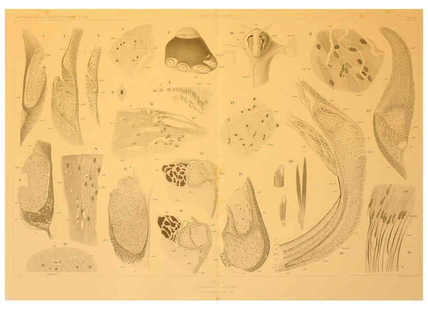 Reproducción/Reproduction 6286445316: Die Cephalopoden. Bd. 18, T.1 (Atlas) [Jena],G. Fischer,1910-1915