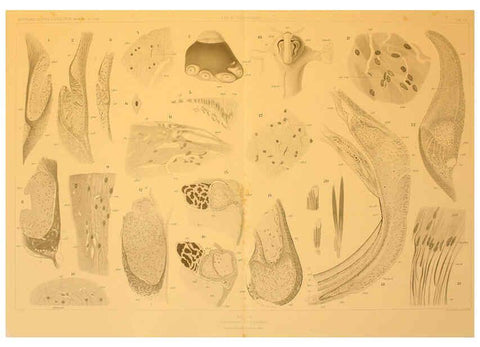 Reproducción/Reproduction 6286445316: Die Cephalopoden. Bd. 18, T.1 (Atlas) [Jena],G. Fischer,1910-1915