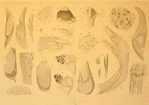 Reproducción/Reproduction 6286445316: Die Cephalopoden. Bd. 18, T.1 (Atlas) [Jena],G. Fischer,1910-1915
