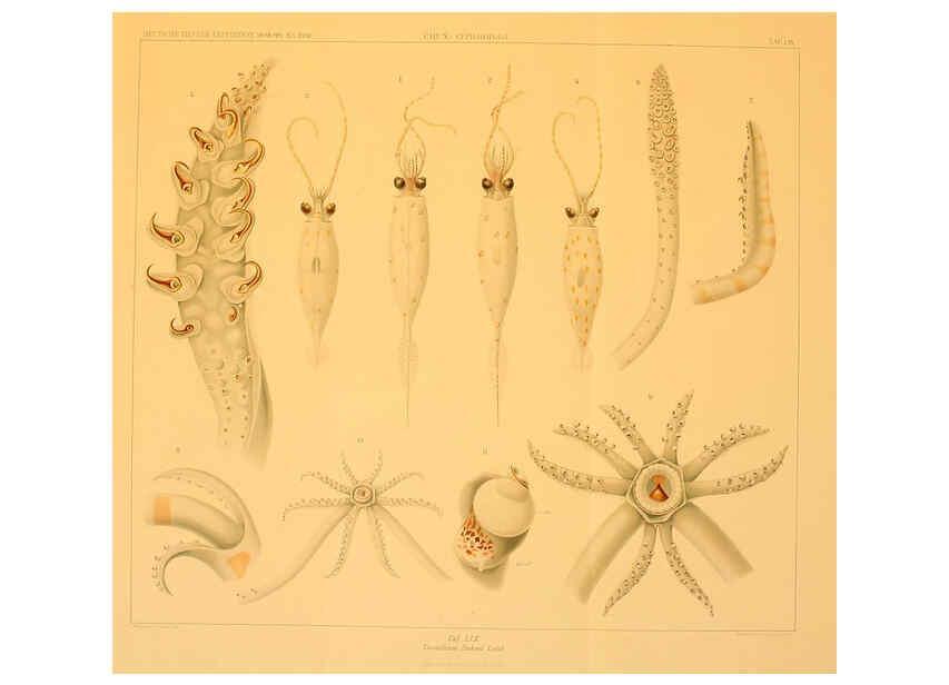 Reproducción/Reproduction 6285924967: Die Cephalopoden. Bd. 18, T.1 (Atlas) [Jena],G. Fischer,1910-1915