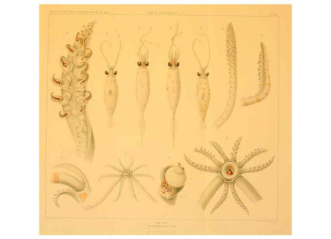 Reproducción/Reproduction 6285924967: Die Cephalopoden. Bd. 18, T.1 (Atlas) [Jena],G. Fischer,1910-1915