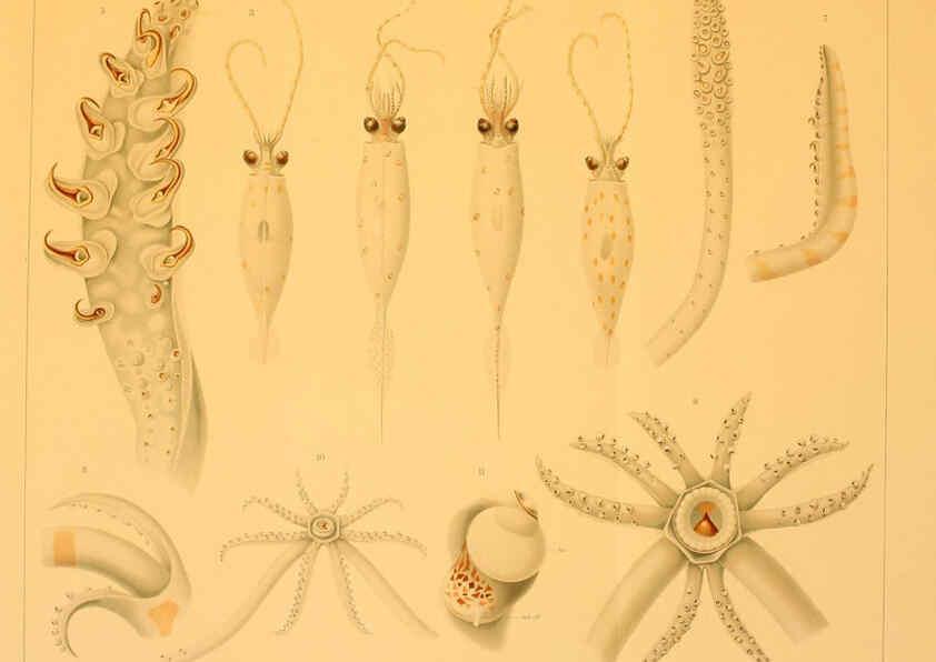 Reproducción/Reproduction 6285924967: Die Cephalopoden. Bd. 18, T.1 (Atlas) [Jena],G. Fischer,1910-1915