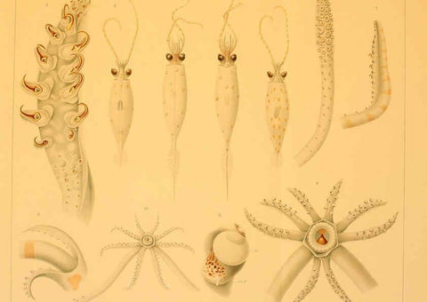 Reproducción/Reproduction 6285924967: Die Cephalopoden. Bd. 18, T.1 (Atlas) [Jena],G. Fischer,1910-1915