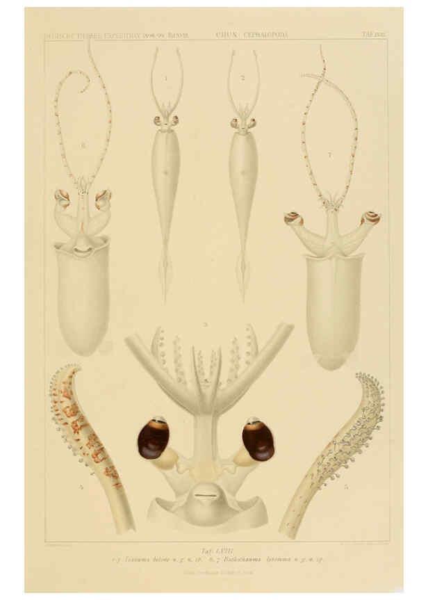 Reproducción/Reproduction 6286444984: Die Cephalopoden. Bd. 18, T.1 (Atlas) [Jena],G. Fischer,1910-1915