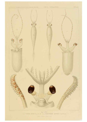 Reproducción/Reproduction 6286444984: Die Cephalopoden. Bd. 18, T.1 (Atlas) [Jena],G. Fischer,1910-1915