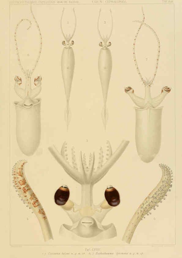 Reproducción/Reproduction 6286444984: Die Cephalopoden. Bd. 18, T.1 (Atlas) [Jena],G. Fischer,1910-1915