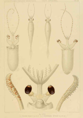 Reproducción/Reproduction 6286444984: Die Cephalopoden. Bd. 18, T.1 (Atlas) [Jena],G. Fischer,1910-1915