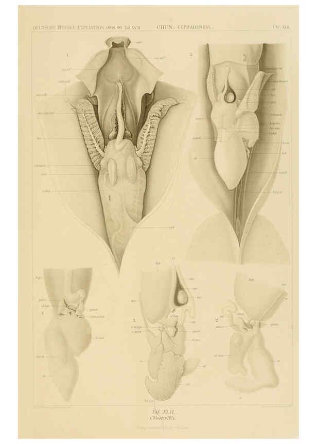 Reproducción/Reproduction 6286442090: Die Cephalopoden. Bd. 18, T.1 (Atlas) [Jena],G. Fischer,1910-1915