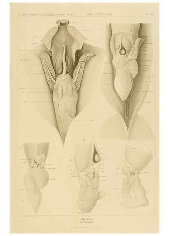 Reproducción/Reproduction 6286442090: Die Cephalopoden. Bd. 18, T.1 (Atlas) [Jena],G. Fischer,1910-1915