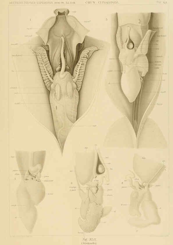 Reproducción/Reproduction 6286442090: Die Cephalopoden. Bd. 18, T.1 (Atlas) [Jena],G. Fischer,1910-1915