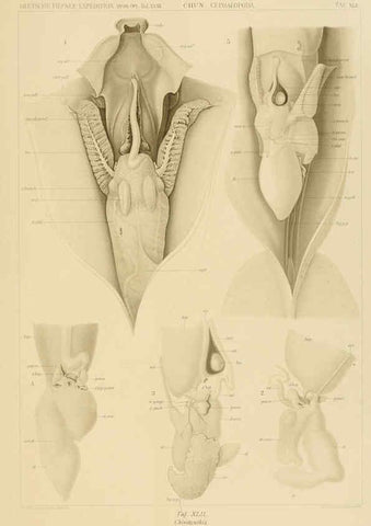Reproducción/Reproduction 6286442090: Die Cephalopoden. Bd. 18, T.1 (Atlas) [Jena],G. Fischer,1910-1915