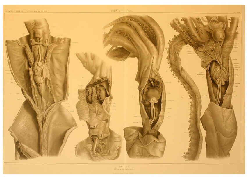 Reproducción/Reproduction 6285922007: Die Cephalopoden. Bd. 18, T.1 (Atlas) [Jena],G. Fischer,1910-1915