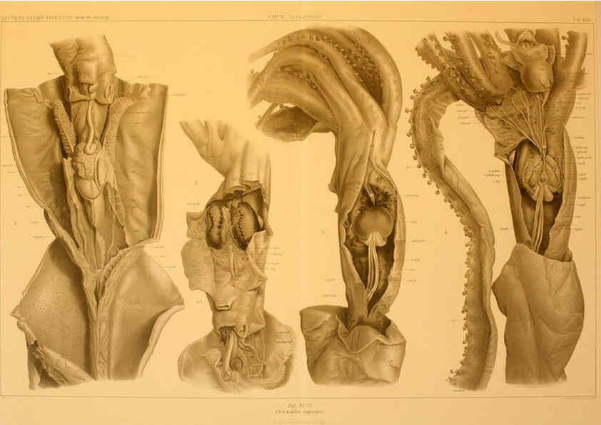 Reproducción/Reproduction 6285922007: Die Cephalopoden. Bd. 18, T.1 (Atlas) [Jena],G. Fischer,1910-1915