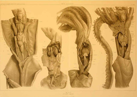 Reproducción/Reproduction 6285922007: Die Cephalopoden. Bd. 18, T.1 (Atlas) [Jena],G. Fischer,1910-1915