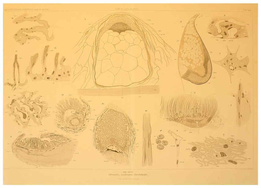 Reproducción/Reproduction 6285922215: Die Cephalopoden. Bd. 18, T.1 (Atlas) [Jena],G. Fischer,1910-1915