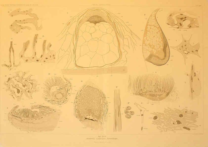 Reproducción/Reproduction 6285922215: Die Cephalopoden. Bd. 18, T.1 (Atlas) [Jena],G. Fischer,1910-1915