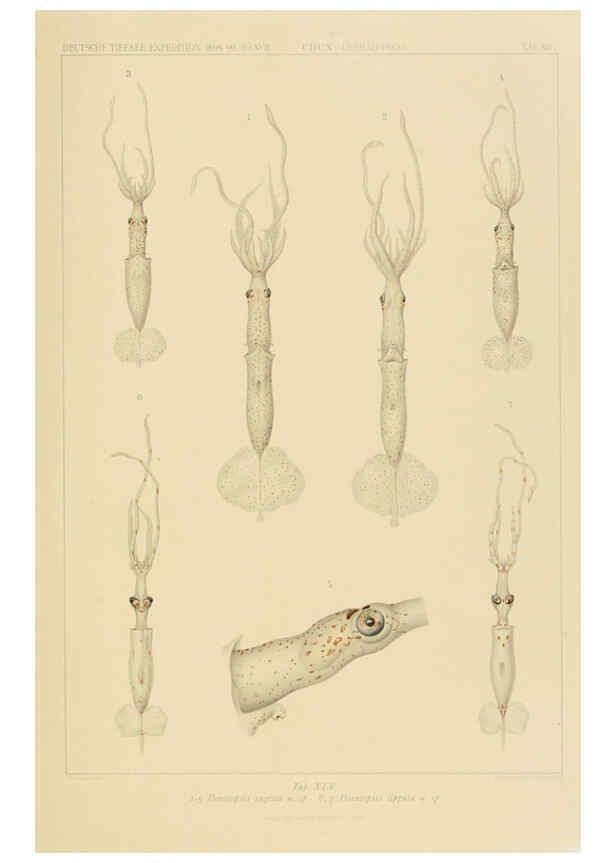 Reproducción/Reproduction 6286442658: Die Cephalopoden. Bd. 18, T.1 (Atlas) [Jena],G. Fischer,1910-1915