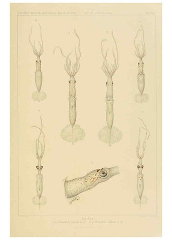 Reproducción/Reproduction 6286442658: Die Cephalopoden. Bd. 18, T.1 (Atlas) [Jena],G. Fischer,1910-1915