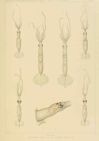 Reproducción/Reproduction 6286442658: Die Cephalopoden. Bd. 18, T.1 (Atlas) [Jena],G. Fischer,1910-1915