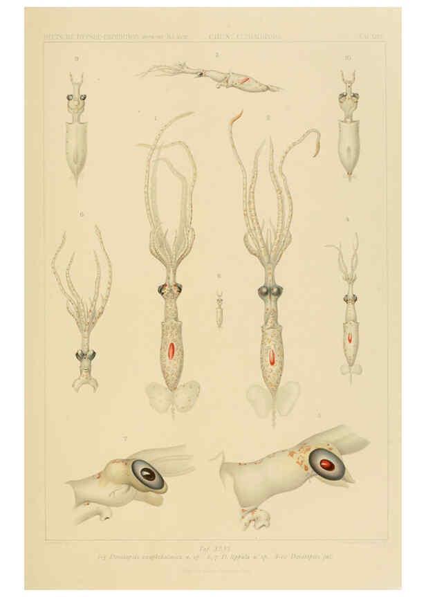 Reproducción/Reproduction 6285922649: Die Cephalopoden. Bd. 18, T.1 (Atlas) [Jena],G. Fischer,1910-1915