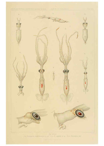 Reproducción/Reproduction 6285922649: Die Cephalopoden. Bd. 18, T.1 (Atlas) [Jena],G. Fischer,1910-1915