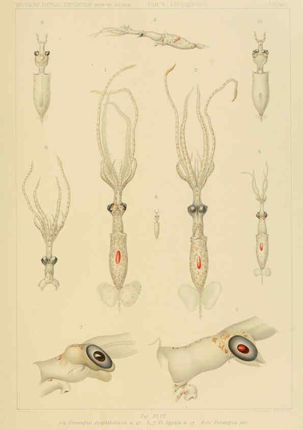 Reproducción/Reproduction 6285922649: Die Cephalopoden. Bd. 18, T.1 (Atlas) [Jena],G. Fischer,1910-1915