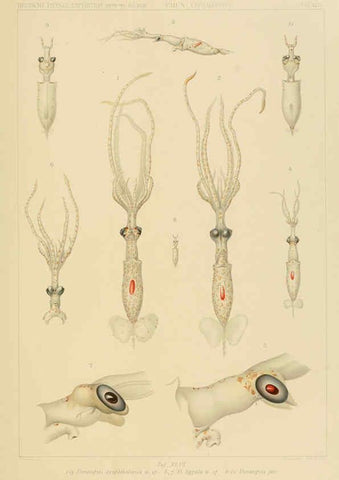 Reproducción/Reproduction 6285922649: Die Cephalopoden. Bd. 18, T.1 (Atlas) [Jena],G. Fischer,1910-1915