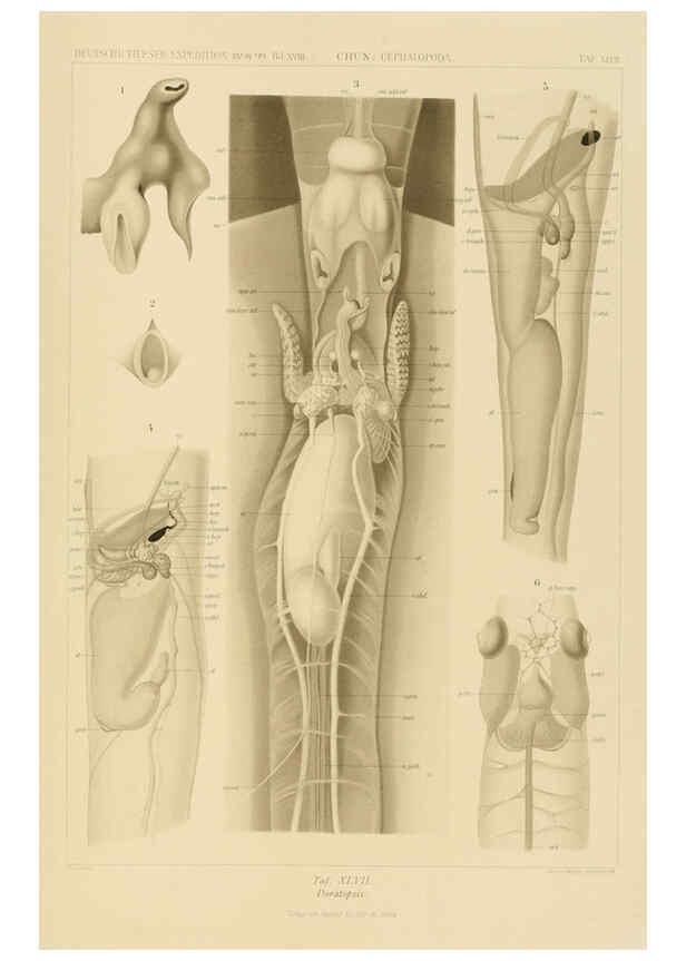 Reproducción/Reproduction 6285922813: Die Cephalopoden. Bd. 18, T.1 (Atlas) [Jena],G. Fischer,1910-1915