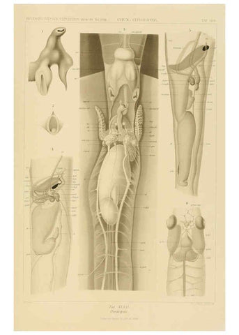 Reproducción/Reproduction 6285922813: Die Cephalopoden. Bd. 18, T.1 (Atlas) [Jena],G. Fischer,1910-1915