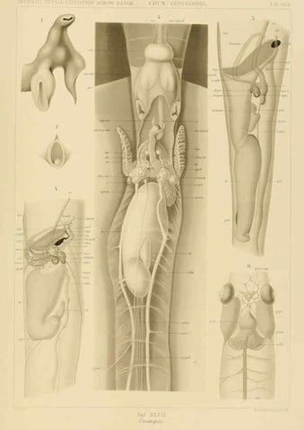 Reproducción/Reproduction 6285922813: Die Cephalopoden. Bd. 18, T.1 (Atlas) [Jena],G. Fischer,1910-1915