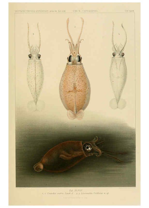 Reproducción/Reproduction 6286443130: Die Cephalopoden. Bd. 18, T.1 (Atlas) [Jena],G. Fischer,1910-1915