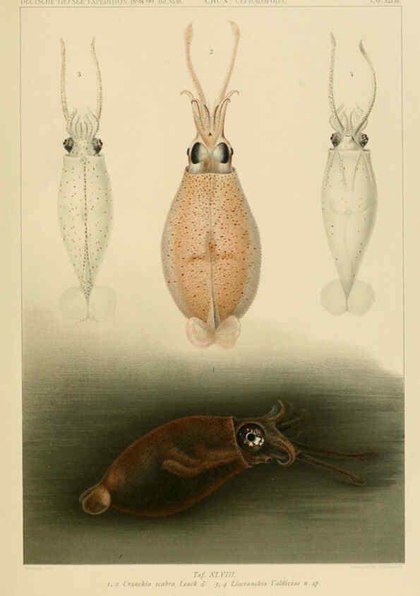 Reproducción/Reproduction 6286443130: Die Cephalopoden. Bd. 18, T.1 (Atlas) [Jena],G. Fischer,1910-1915