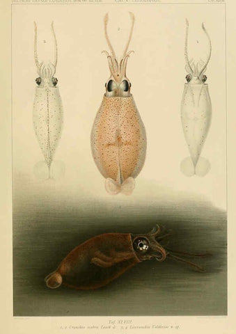 Reproducción/Reproduction 6286443130: Die Cephalopoden. Bd. 18, T.1 (Atlas) [Jena],G. Fischer,1910-1915