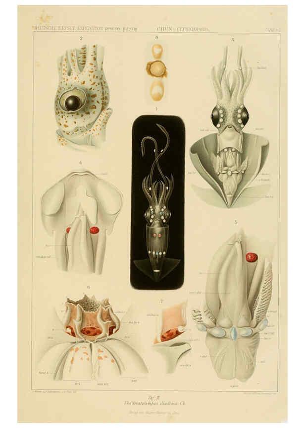 Reproducción/Reproduction 6286433896: Die Cephalopoden. Bd. 18, T.1 (Atlas) [Jena],G. Fischer,1910-1915