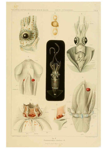 Reproducción/Reproduction 6286433896: Die Cephalopoden. Bd. 18, T.1 (Atlas) [Jena],G. Fischer,1910-1915