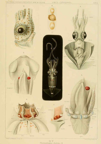 Reproducción/Reproduction 6286433896: Die Cephalopoden. Bd. 18, T.1 (Atlas) [Jena],G. Fischer,1910-1915
