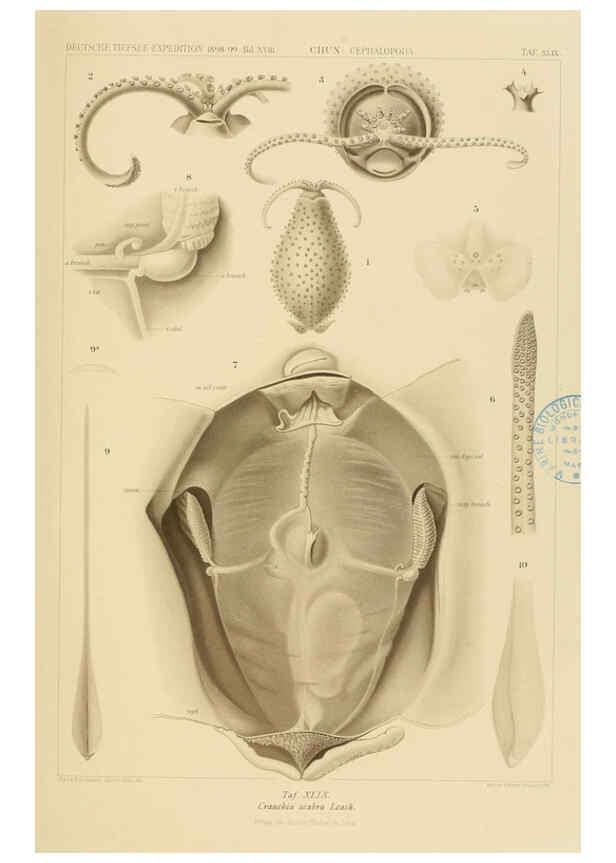 Reproducción/Reproduction 6286443298: Die Cephalopoden. Bd. 18, T.1 (Atlas) [Jena],G. Fischer,1910-1915