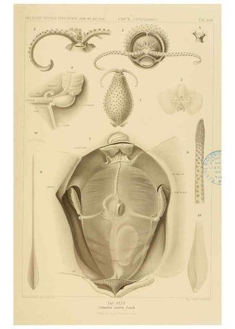 Reproducción/Reproduction 6286443298: Die Cephalopoden. Bd. 18, T.1 (Atlas) [Jena],G. Fischer,1910-1915
