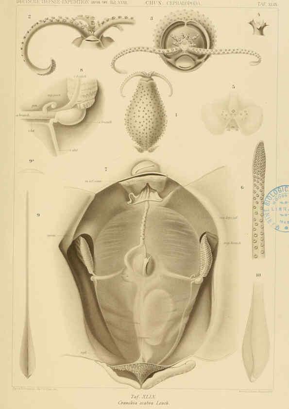 Reproducción/Reproduction 6286443298: Die Cephalopoden. Bd. 18, T.1 (Atlas) [Jena],G. Fischer,1910-1915