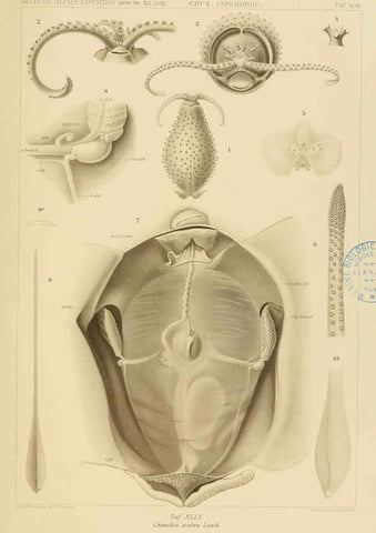 Reproducción/Reproduction 6286443298: Die Cephalopoden. Bd. 18, T.1 (Atlas) [Jena],G. Fischer,1910-1915