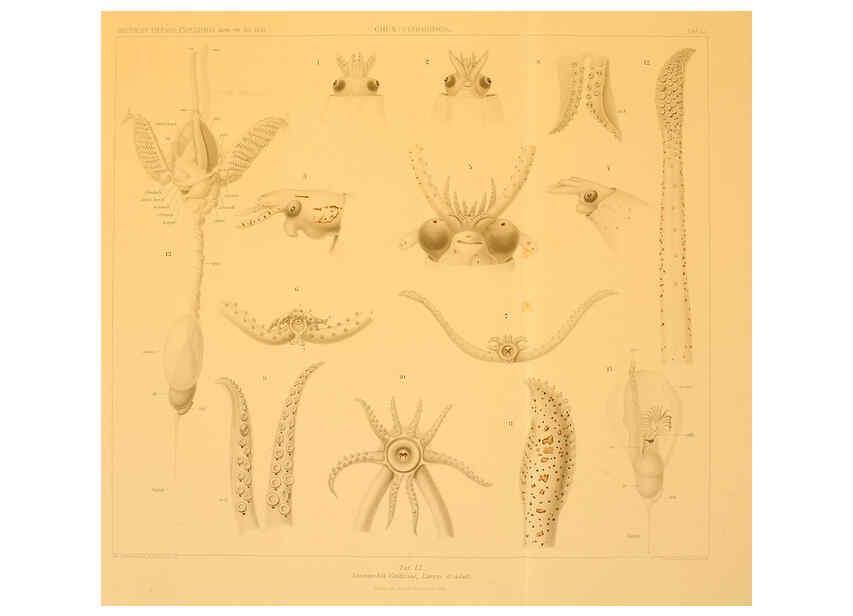Reproducción/Reproduction 6285923463: Die Cephalopoden. Bd. 18, T.1 (Atlas) [Jena],G. Fischer,1910-1915