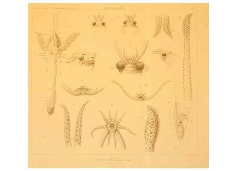 Reproducción/Reproduction 6285923463: Die Cephalopoden. Bd. 18, T.1 (Atlas) [Jena],G. Fischer,1910-1915