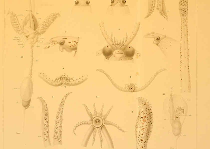 Reproducción/Reproduction 6285923463: Die Cephalopoden. Bd. 18, T.1 (Atlas) [Jena],G. Fischer,1910-1915