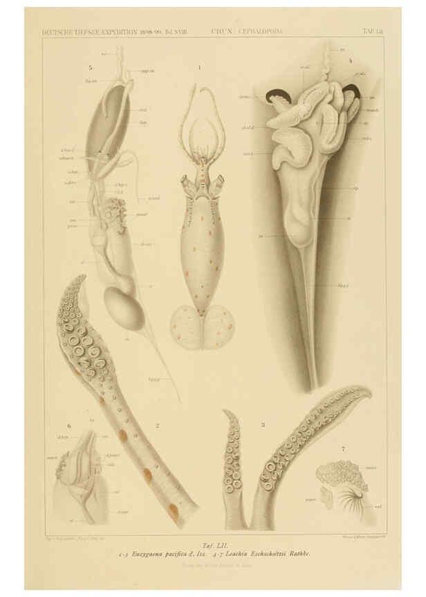 Reproducción/Reproduction 6285923651: Die Cephalopoden. Bd. 18, T.1 (Atlas) [Jena],G. Fischer,1910-1915