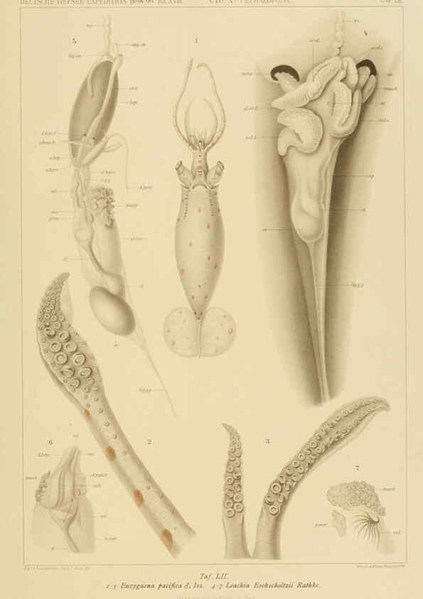 Reproducción/Reproduction 6285923651: Die Cephalopoden. Bd. 18, T.1 (Atlas) [Jena],G. Fischer,1910-1915