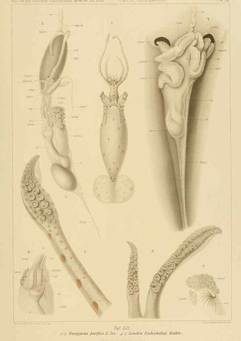 Reproducción/Reproduction 6285923651: Die Cephalopoden. Bd. 18, T.1 (Atlas) [Jena],G. Fischer,1910-1915
