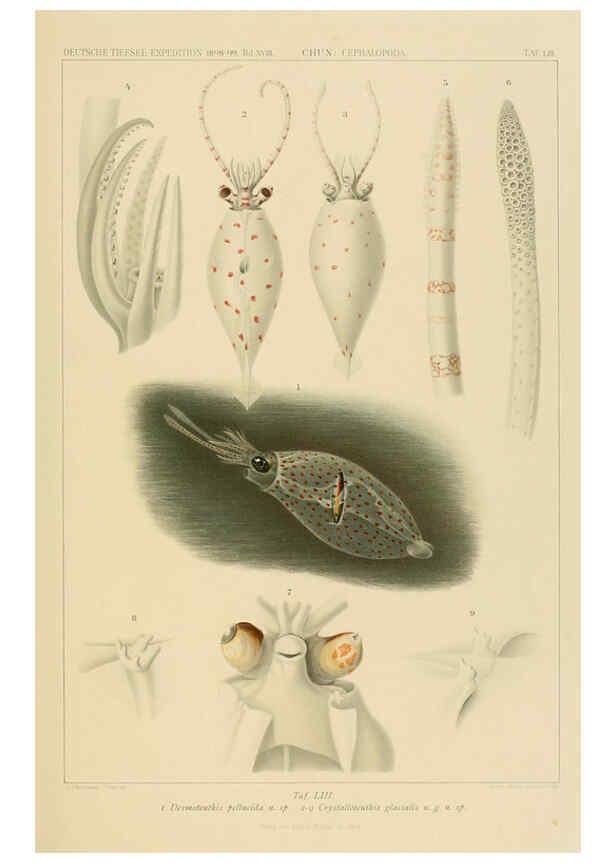 Reproducción/Reproduction 6286444008: Die Cephalopoden. Bd. 18, T.1 (Atlas) [Jena],G. Fischer,1910-1915